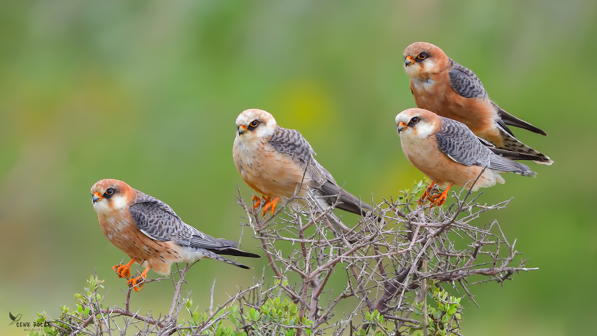Red-footed Falcon